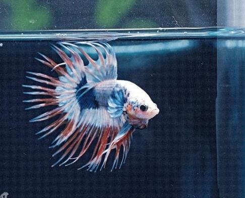 全換水風險 全換水風險