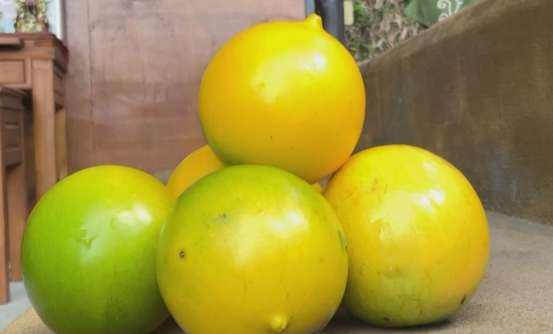 黃金果糖尿病 黃金果糖尿病