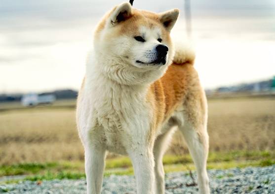 秋田犬優缺點 秋田犬優缺點