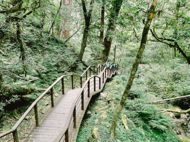 拉拉山神木群遊覽時間 拉拉山神木群遊覽時間