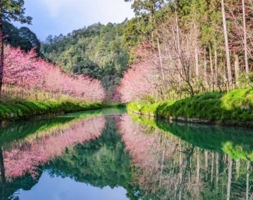 杉林溪賞櫻攻略 杉林溪賞櫻攻略