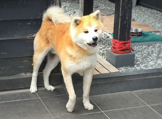 日本犬種遺傳 日本犬種遺傳