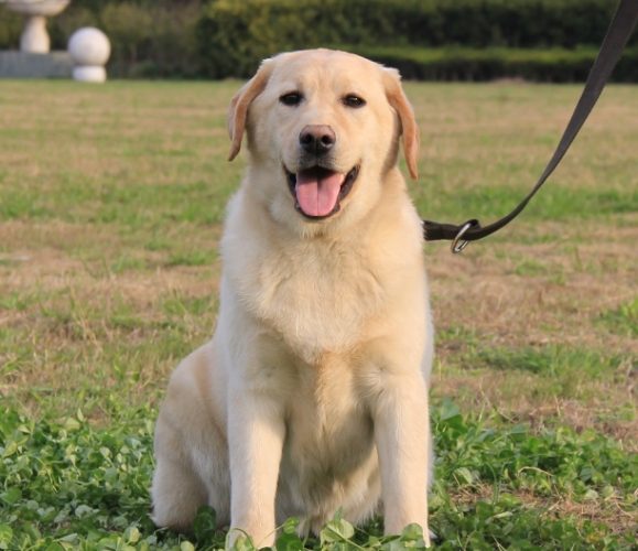 拉布拉多犬聰明度