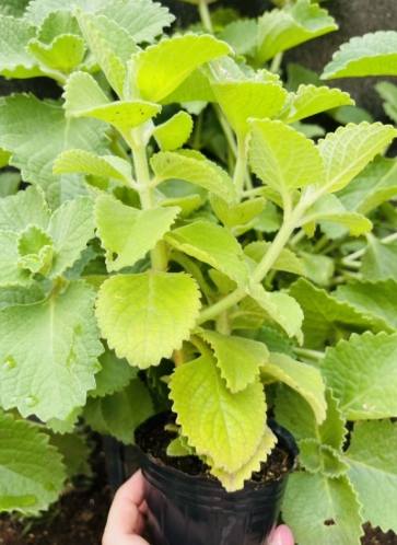 大葉到手香种植