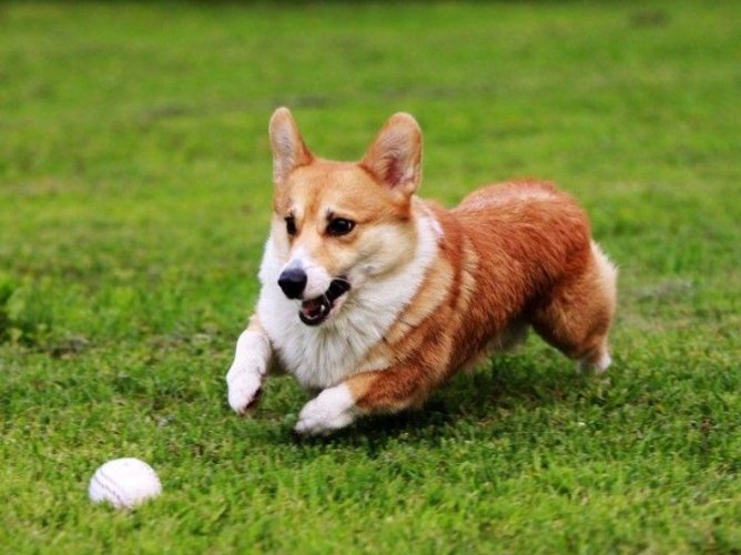 柯基犬健康問題 柯基犬健康問題