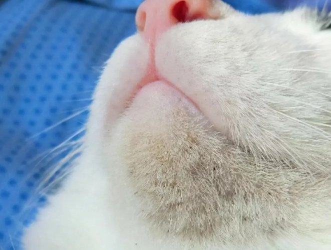 貓咪粉刺 貓咪粉刺