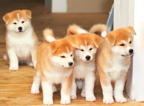 秋田犬飼養 秋田犬飼養