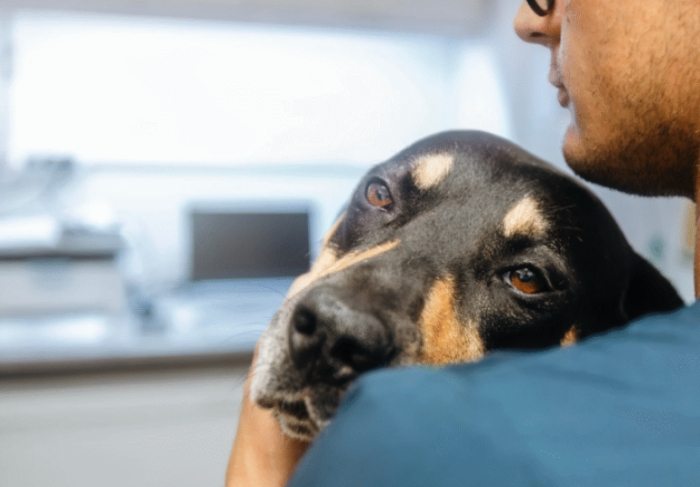 狗胰臟炎治療多久 狗胰臟炎治療多久