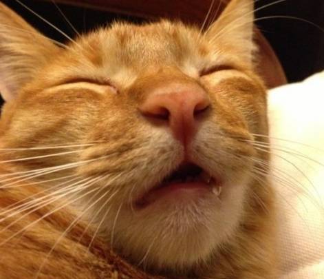 貓咪口水過多處理