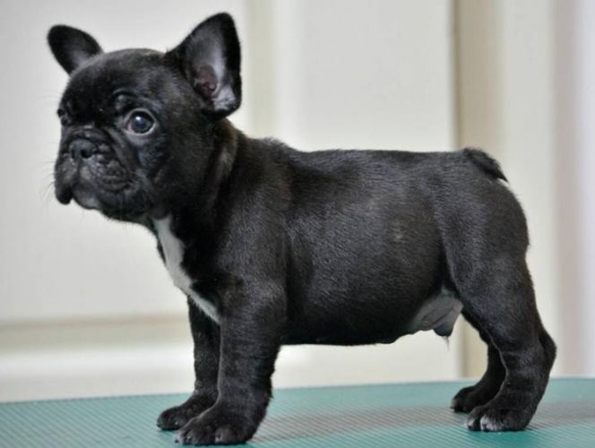 法國鬥牛犬平均壽命 法國鬥牛犬平均壽命