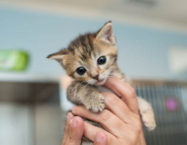 幼貓斷奶指南 幼貓斷奶指南