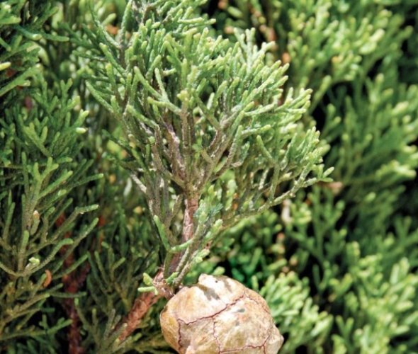 絲柏精油禁忌 絲柏精油禁忌