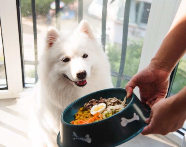 狗狗飲食安全 狗狗飲食安全