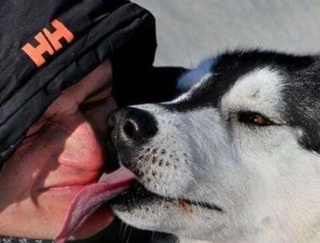 哈士奇訓練 哈士奇訓練