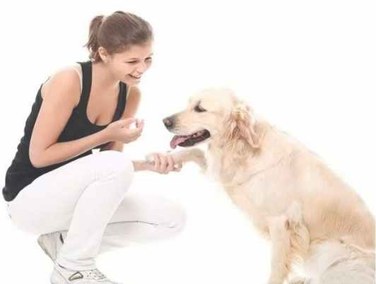 帶狗回家準備 帶狗回家準備