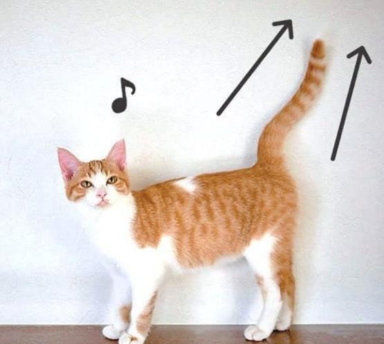 貓開心表現 貓開心表現