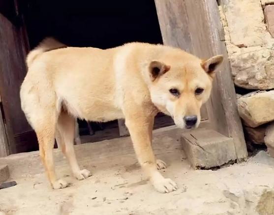 黃色土狗健康照護 黃色土狗健康照護