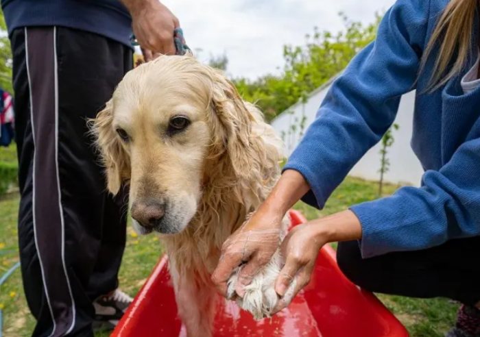狗狗洗澡後眼睛睜不開 狗狗洗澡後眼睛睜不開