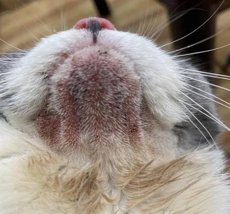 貓咪下巴黑頭 貓咪下巴黑頭