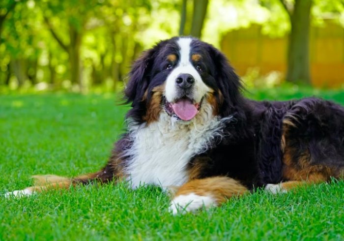 大型犬品種 大型犬品種