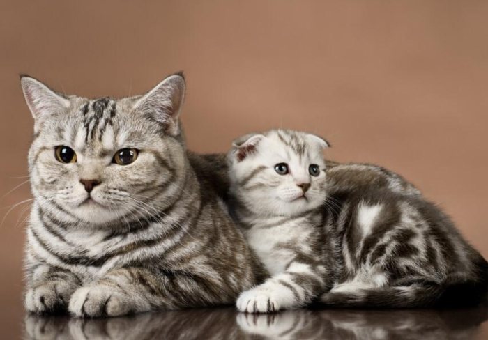 貓結紮後照護 貓結紮後照護