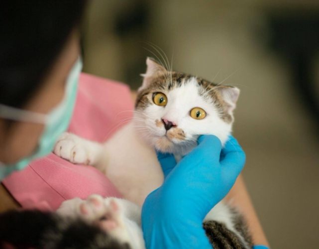 貓咪生病症狀 貓咪生病症狀