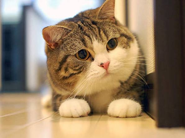 貓的功能 貓的功能