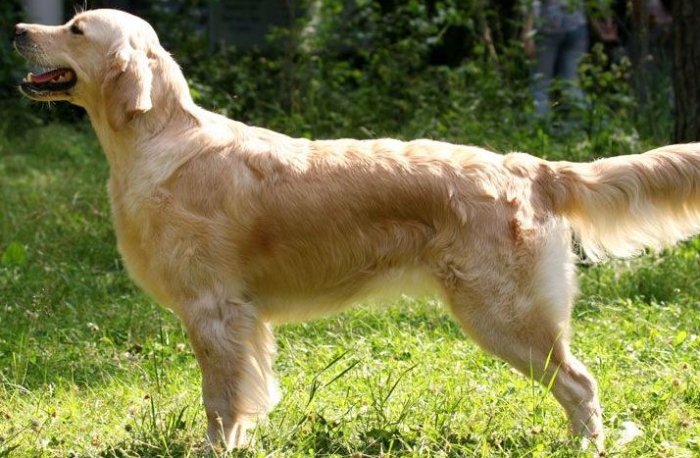 黃金獵犬類型 黃金獵犬類型