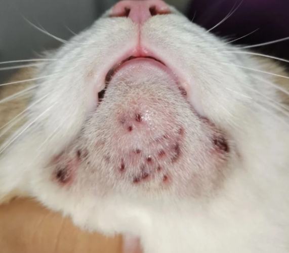 貓咪粉刺 貓咪粉刺