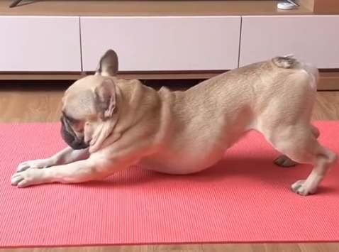 法鬥健康運動 法鬥健康運動