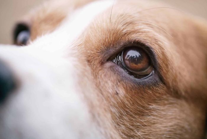 狗狗眼睛疾病 狗狗眼睛疾病