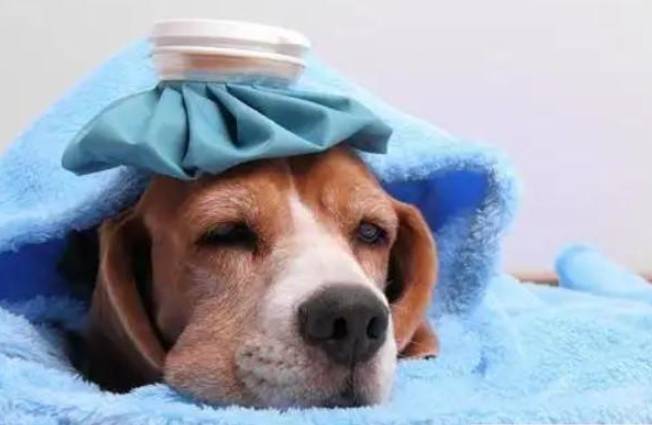 寵物感冒預防 寵物感冒預防