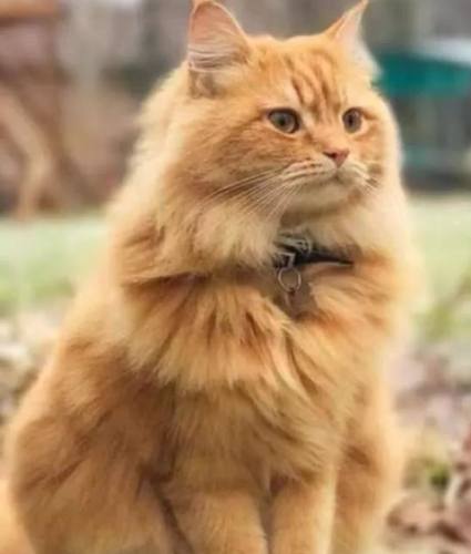 山東獅子貓 山東獅子貓