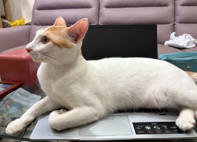 養貓缺點 養貓缺點