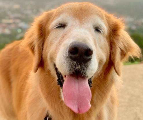 黃金獵犬類型 黃金獵犬類型