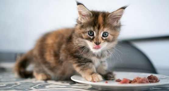 幼貓糧品牌排行榜