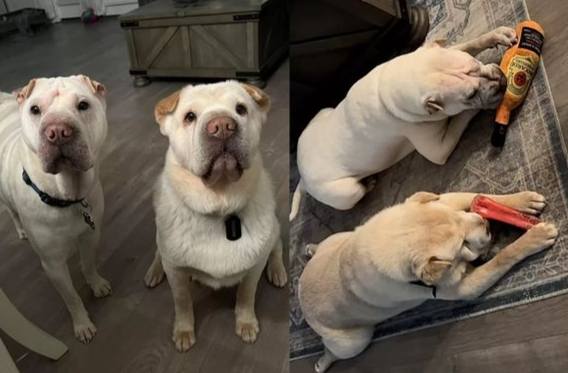 領養狗費用 領養狗費用