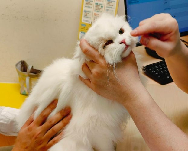 寵物住院一天多少錢 寵物住院一天多少錢