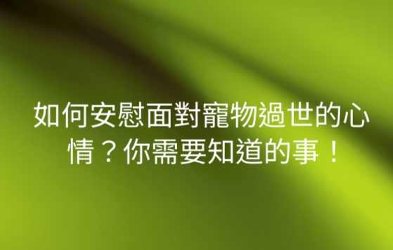 安慰失去寵物的人