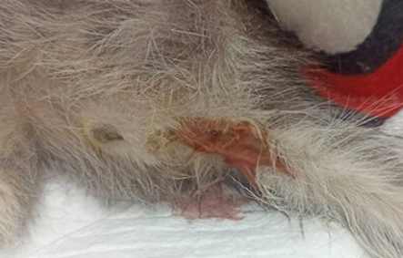 貓瘟危險期照顧 貓瘟危險期照顧