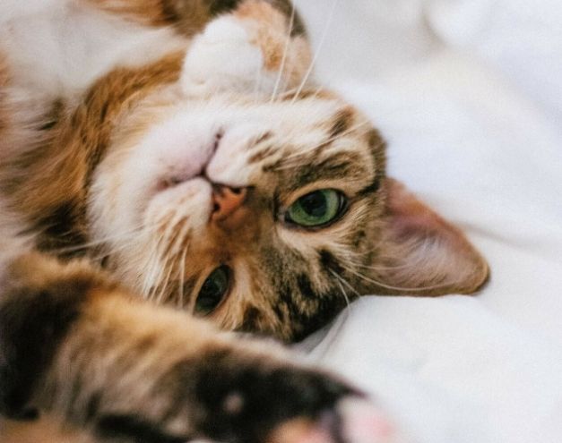 貓咪走失處理 貓咪走失處理