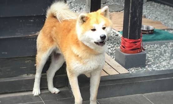 秋田犬飼養困難 秋田犬飼養困難