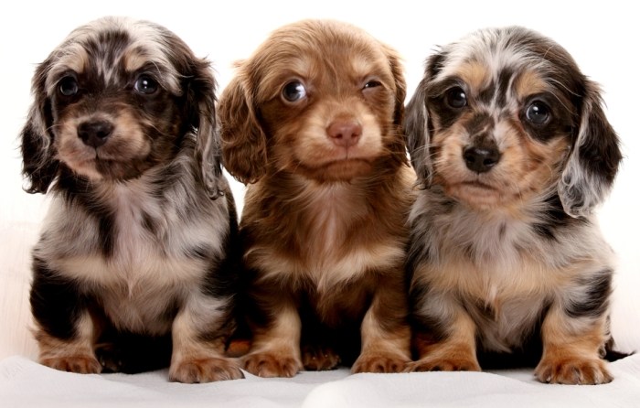 臘腸狗健康問題