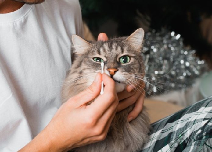 貓疫苗接種時間 貓疫苗接種時間