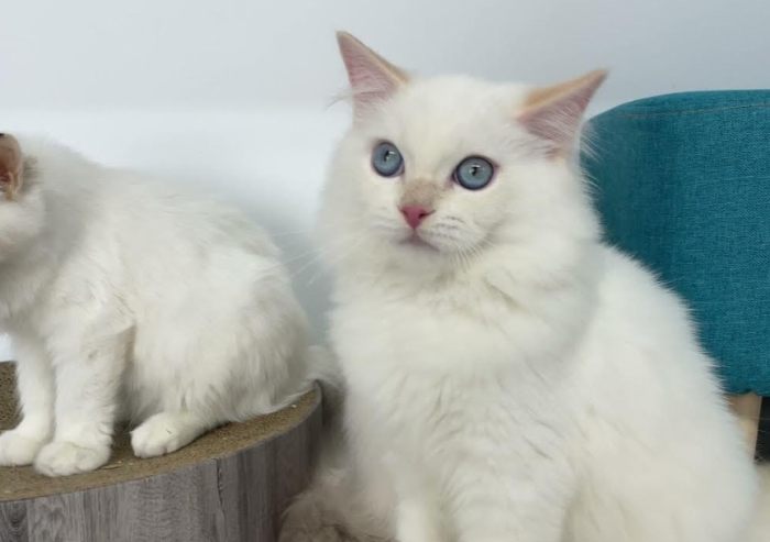 梵色布偶貓特點 梵色布偶貓特點
