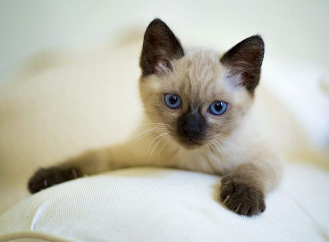 暹羅貓飼養 暹羅貓飼養