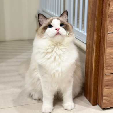 布偶貓飼養成本 布偶貓飼養成本