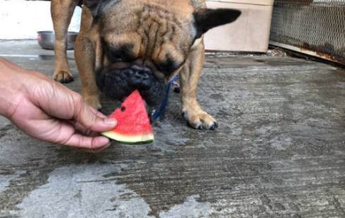 西瓜籽對狗有害嗎 西瓜籽對狗有害嗎
