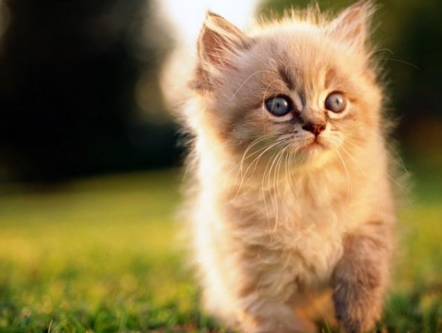 貓角膜受傷症狀 貓角膜受傷症狀