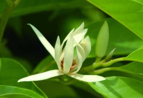 玉蘭花象徵意義 玉蘭花象徵意義